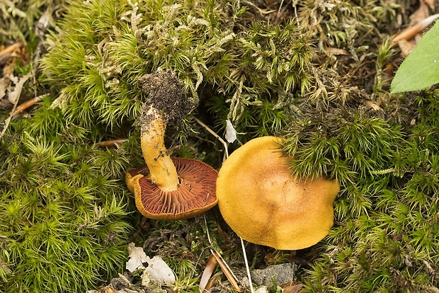 pavučinovec Cortinarius sp.