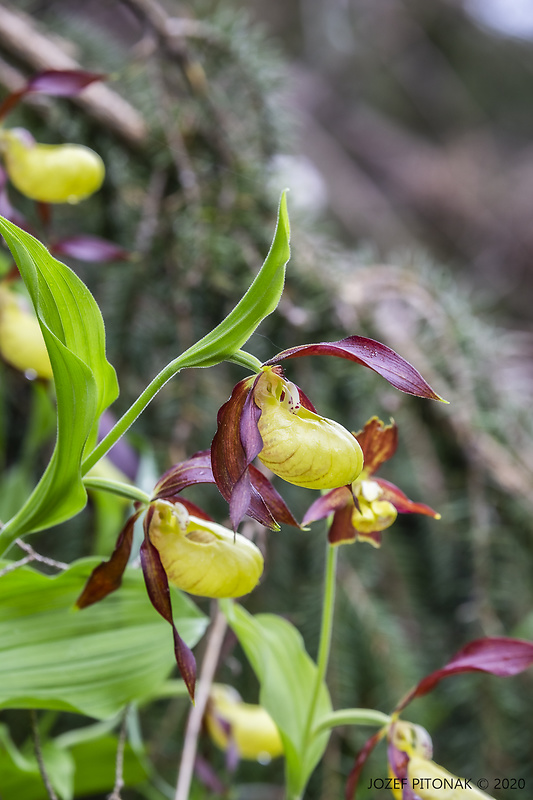 črievičník papučkový Cypripedium calceolus L.