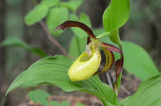 črievičník papučkový Cypripedium calceolus L.