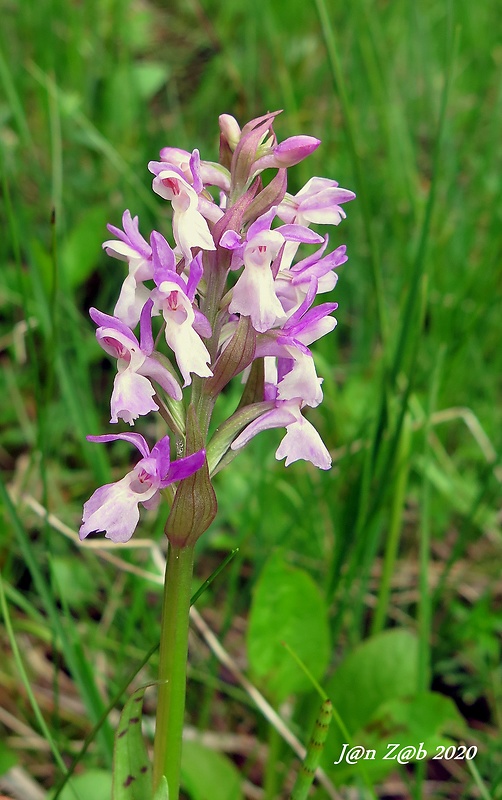 vstavačovec májový pravý Dactylorhiza majalis subsp. majalis (Reincherb.) Hunt & Summerh.