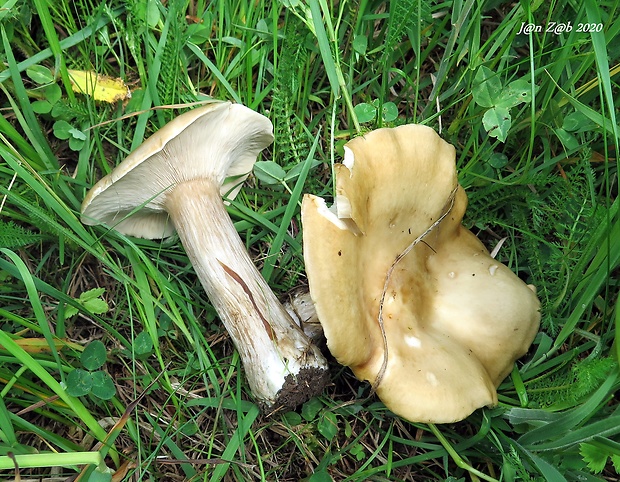 hodvábnica jarná Entoloma clypeatum (L.) P. Kumm.