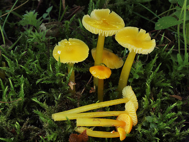 lúčnica hlienistá Hygrocybe glutinipes (J.E. Lange) R. Haller Aar.