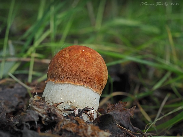 kozák osikový Leccinum albostipitatum den Bakker & Noordel.