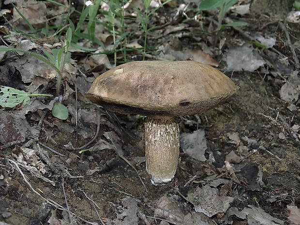 kozák osikový Leccinum albostipitatum den Bakker & Noordel.