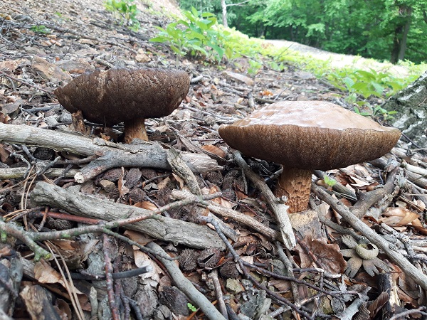 kozák brezový Leccinum scabrum (Bull.) Gray