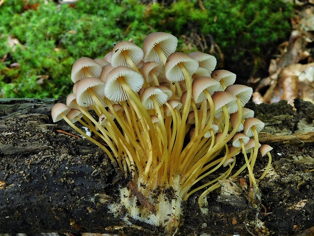 prilbička žltohlúbiková Mycena renati Quél.