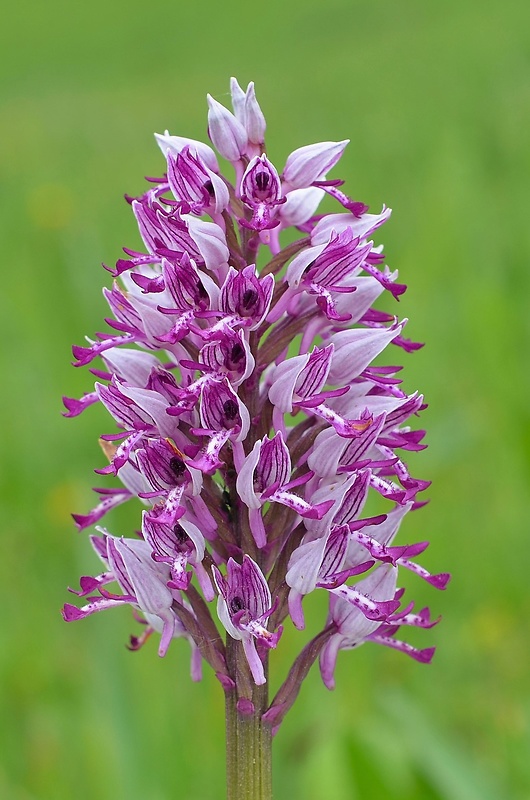 vstavač vojenský Orchis militaris L.