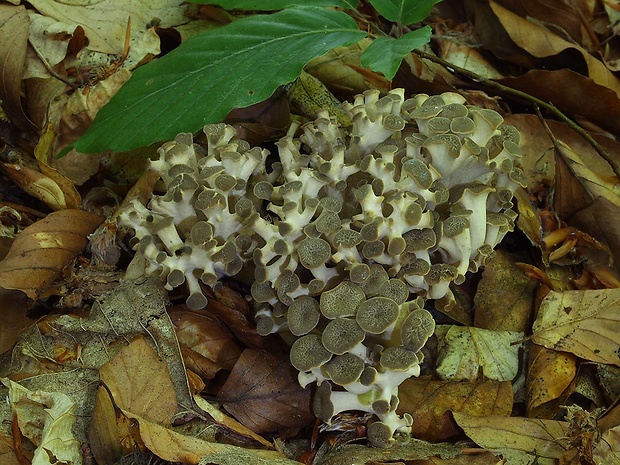 trúdnik klobúčkatý Polyporus umbellatus (Pers.) Fr.