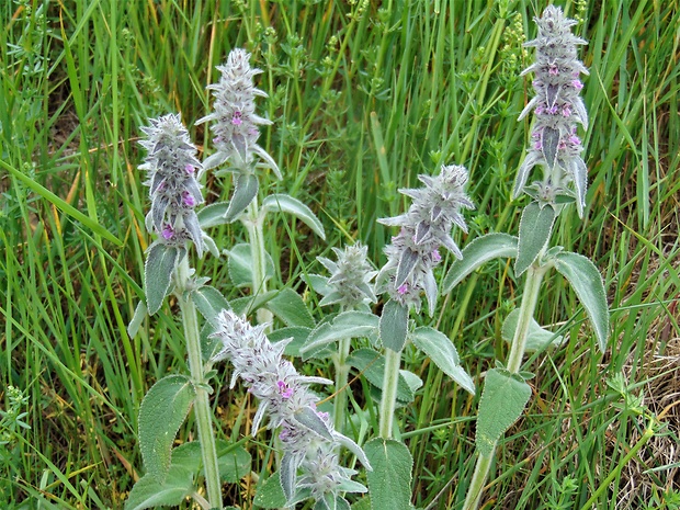 čistec nemecký Stachys germanica L.