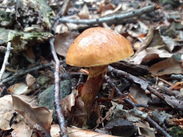 masliak smrekovcový Suillus grevillei (Klotzsch) Singer