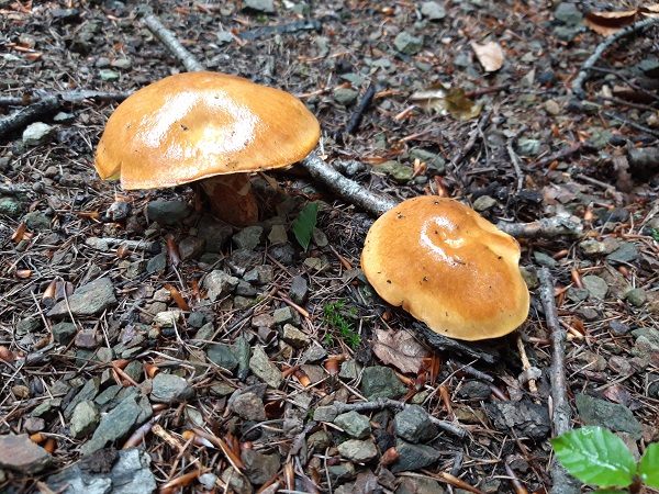 masliak smrekovcový Suillus grevillei (Klotzsch) Singer