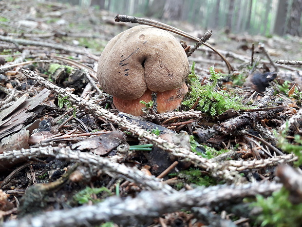 hríb zrnitohlúbikový Sutorius luridiformis (Rostk.) G. Wu & Zhu L. Yang