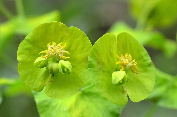 mliečnik mandľolistý Tithymalus amygdaloides (L.) Hill