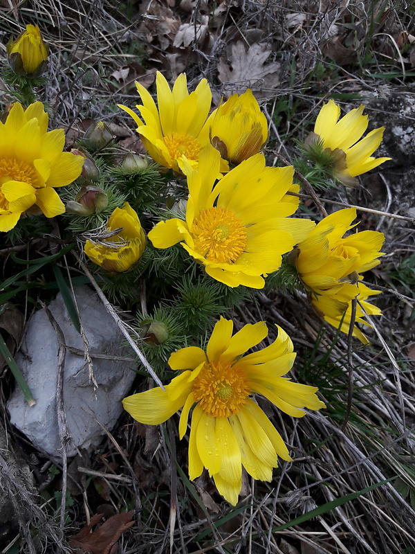 hlaváčik jarný Adonis vernalis L.