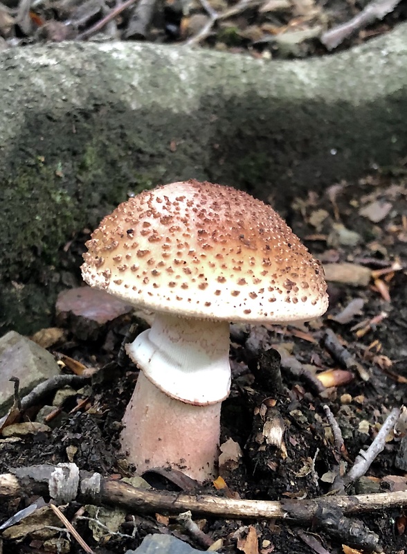 muchotrávka červenkastá Amanita rubescens Pers.