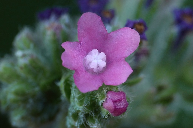 smohla lekárska Anchusa officinalis L.