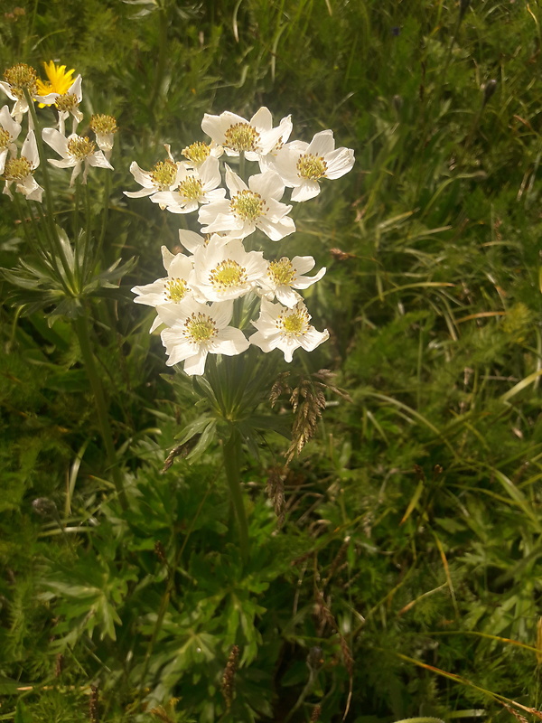 veternica narcisokvetá Anemone narcissiflora L.