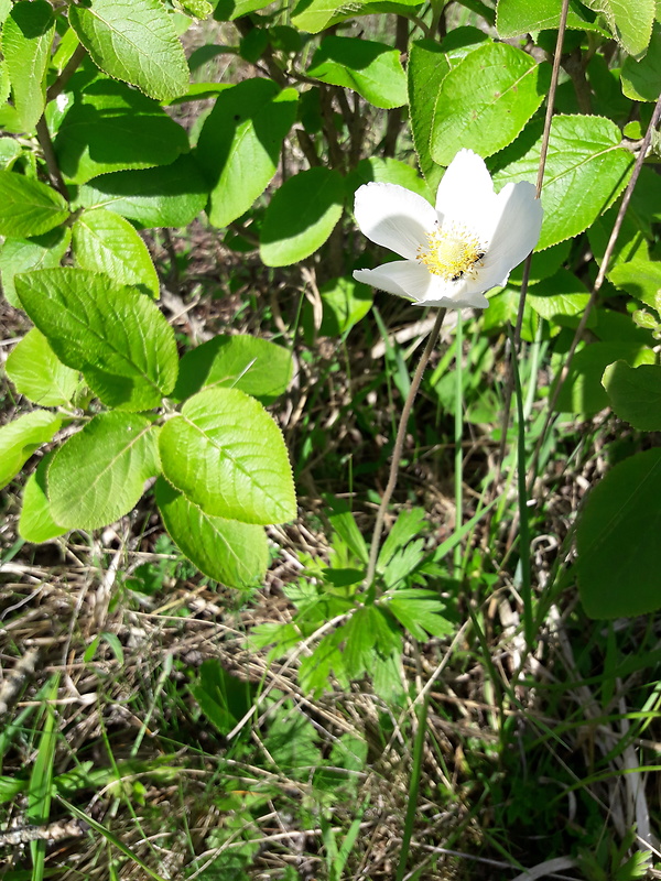 veternica lesná Anemone sylvestris L.