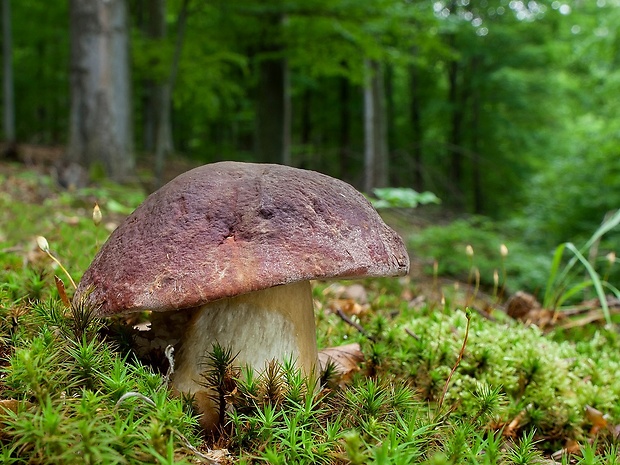 hríb sosnový Boletus pinophilus Pil. et Dermek in Pil.