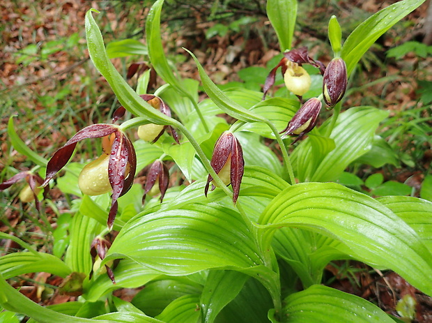 črievičník papučkový Cypripedium calceolus L.