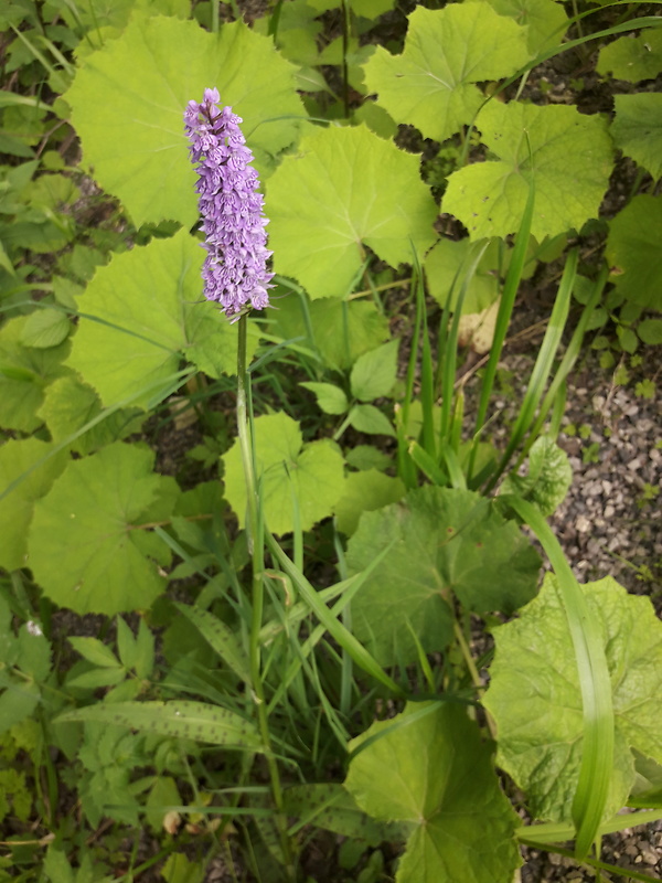 vstavačovec fuchsov pravý Dactylorhiza fuchsii subsp. fuchsii (Druce) Soó