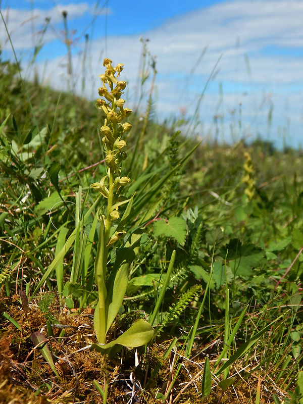 vstavačovec zelený Dactylorhiza viridis (L.) A.M. Bateman, A.M. Pridgeon &amp; M. Chase