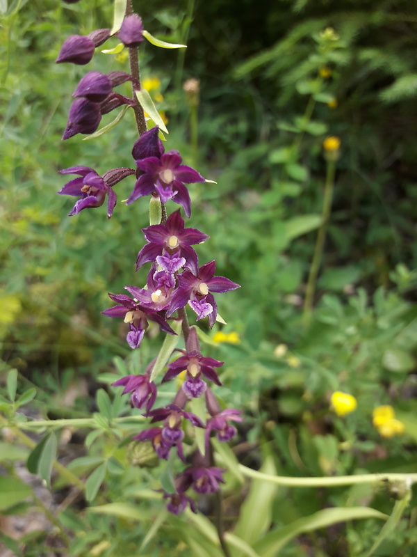 kruštík tmavočervený pravý Epipactis atrorubens subsp. atrorubens (Hoffm.) Besser