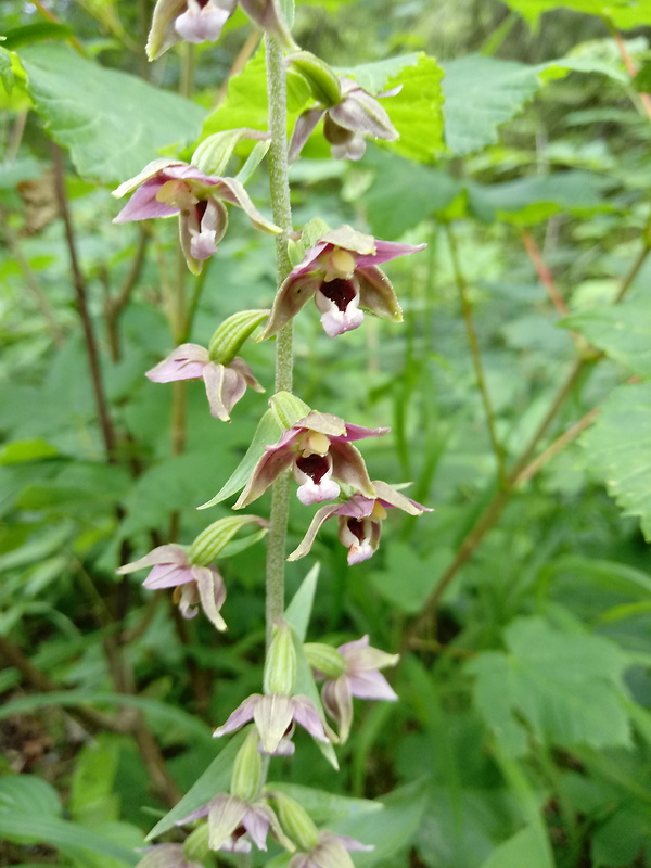 kruštík širokolistý pravý Epipactis helleborine subsp. helleborine (L.) Crantz