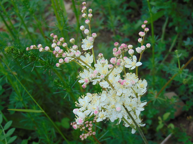 túžobník obyčajný Filipendula vulgaris Moench