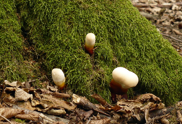 lesklokôrovka obyčajná Ganoderma lucidum (Curtis) P. Karst.