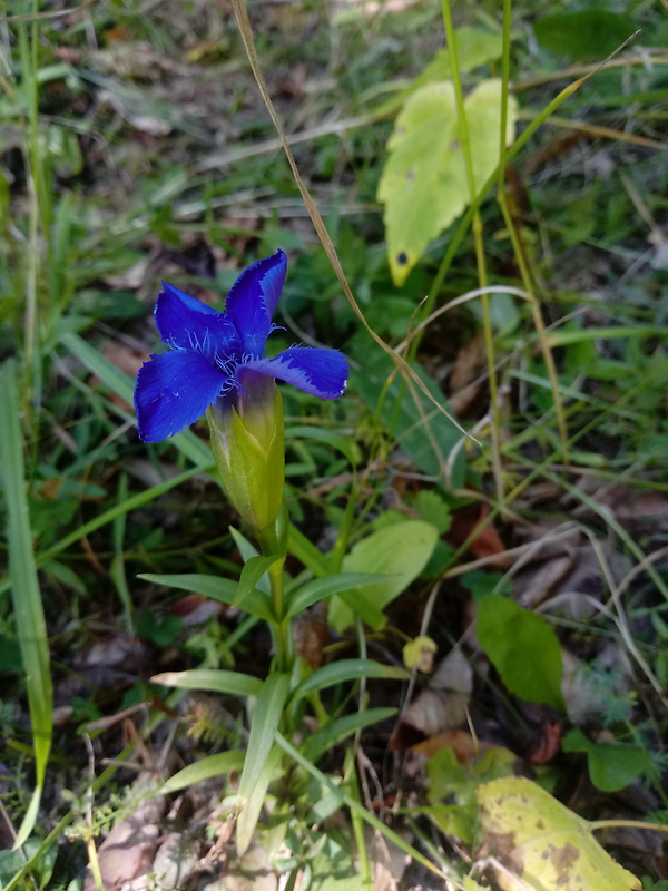 pahorec brvitý Gentianopsis ciliata (L.) Ma