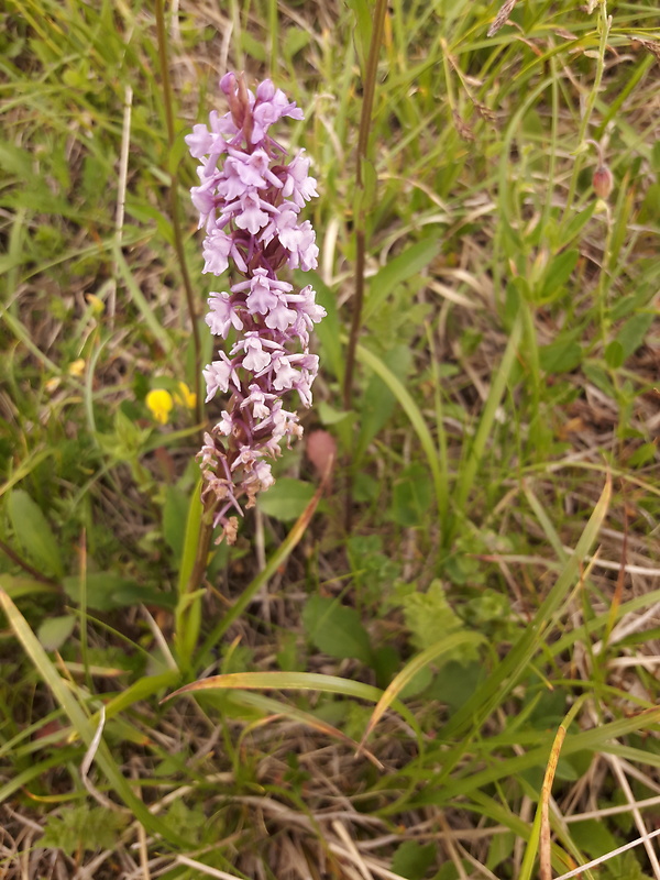 päťprstnica obyčajná Gymnadenia conopsea (L.) R. Br.