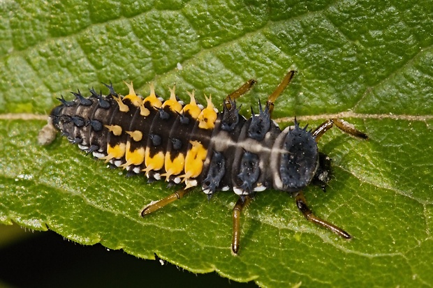 lienka východná- larva Harmonia axyridis