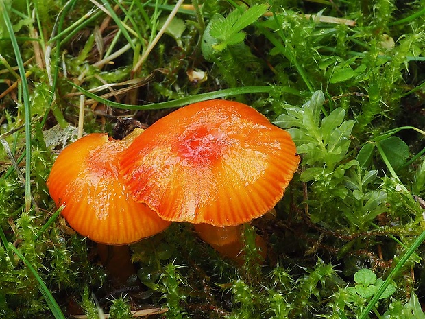 lúčnica hlienistá červená Hygrocybe glutinipes var. rubra R. Kristiansen