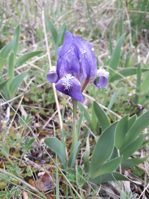 kosatec nízky Iris pumila L.