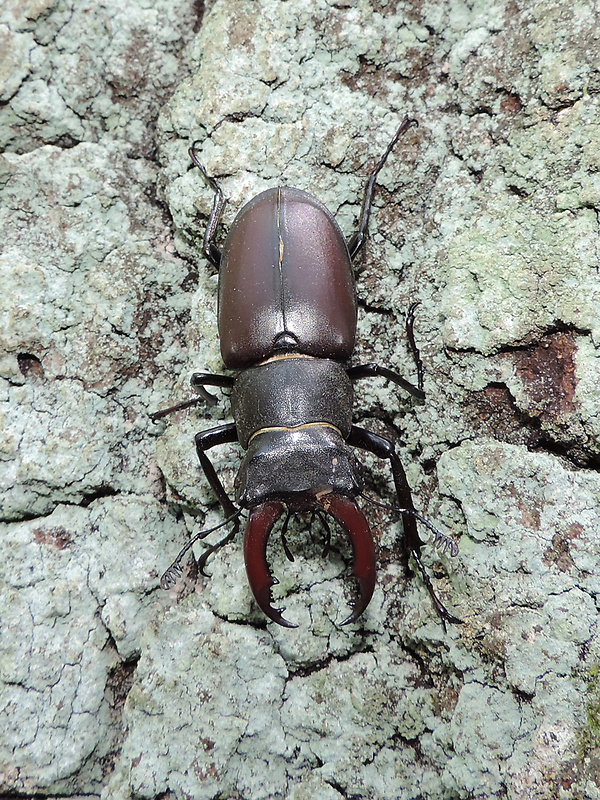 roháč veľký (obyčajný) / roháč obecný Lucanus cervus Linnaeus, 1758