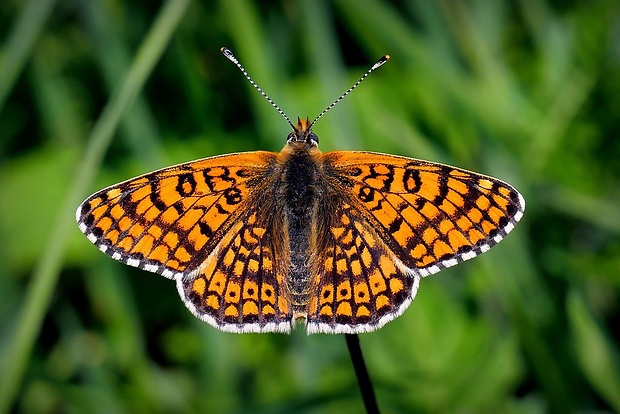 hnedáčik mriežkovaný (sk) / hnědásek kostkovaný (cz) Melitaea cinxia Linnaeus, 1758