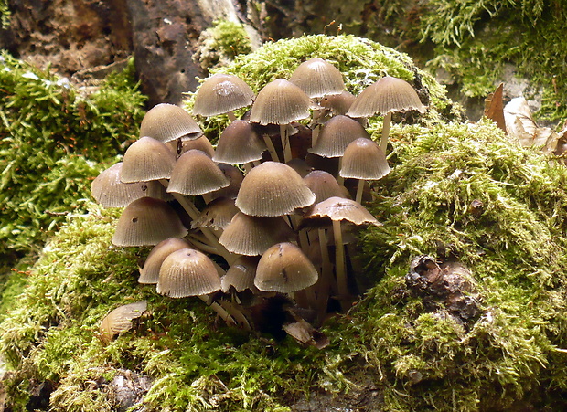 prilbička naklonená Mycena inclinata (Fr.) Quél.