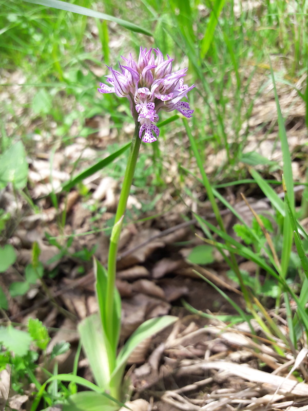 neotinea trojzubá Neotinea tridentata (Scop.) R. M. Bateman, Pridceon et M. W. Chase