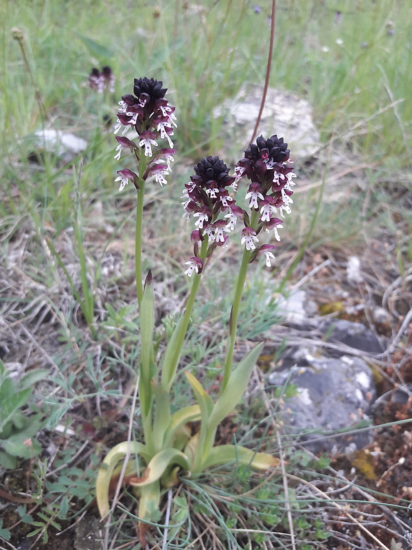 neotinea počerná pravá Neotinea ustulata subsp. ustulata (L.) R. M. Bateman, A. M. Pridgeon et M. W. Chase