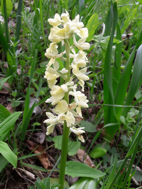 vstavač bledý Orchis pallens L.