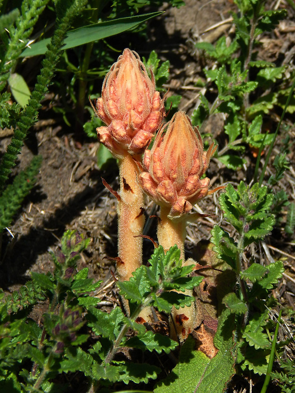 záraza biela väčšia Orobanche alba subsp. major (Čelak.) Zázvorka