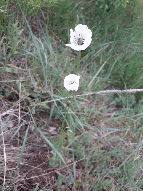 mak pochybný bielokvetý Papaver dubium subsp. austromoravicum (Kubát) Hörandl