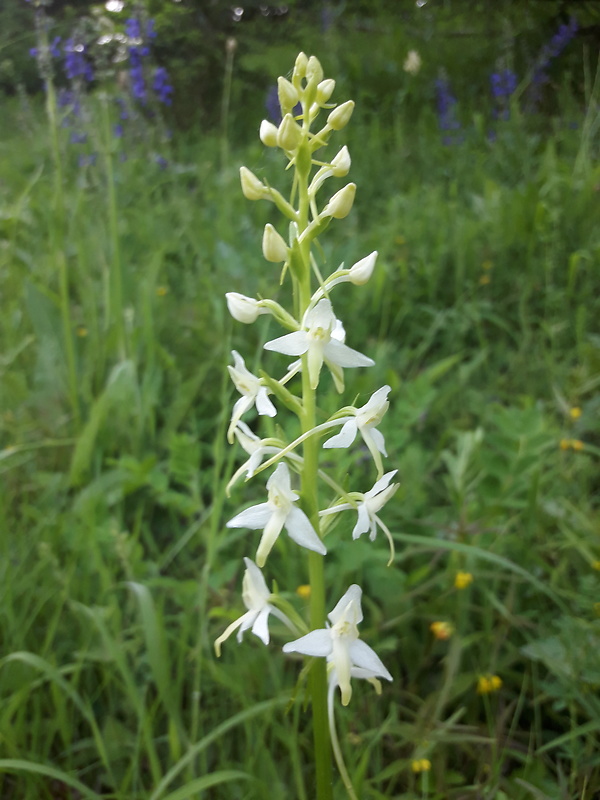 vemenník dvojlistý Platanthera bifolia (L.) Rich.