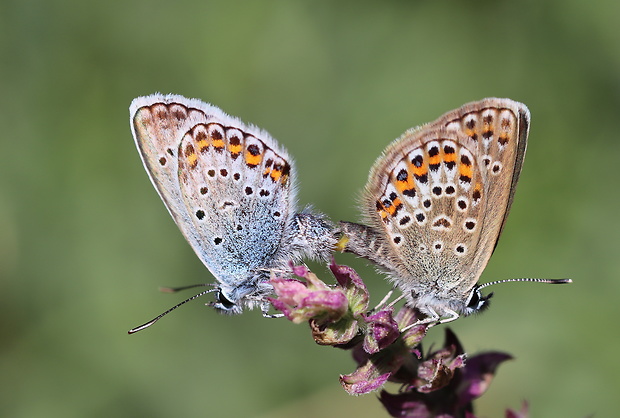 modráčik čiernoobrúbený  Plebejus argus