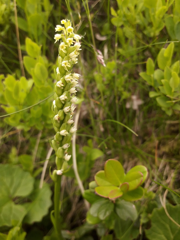 bieloprst belavý Pseudorchis albida (L.) Á. Löve et D. Löve