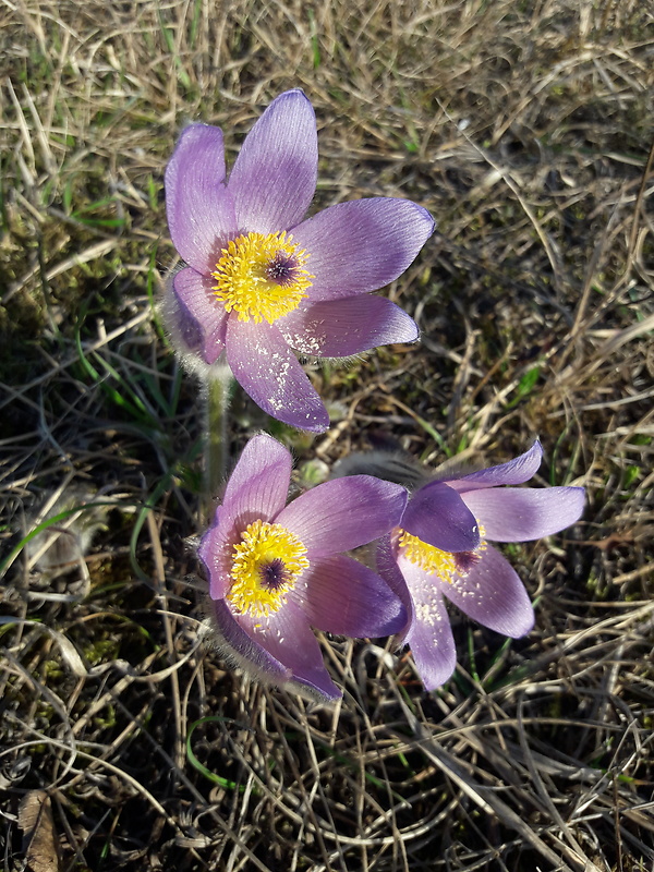 poniklec veľkokvetý Pulsatilla grandis Wender.