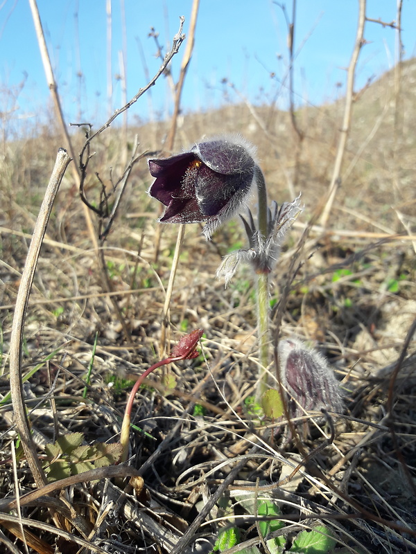 poniklec lúčny český Pulsatilla pratensis subsp. bohemica Skalický