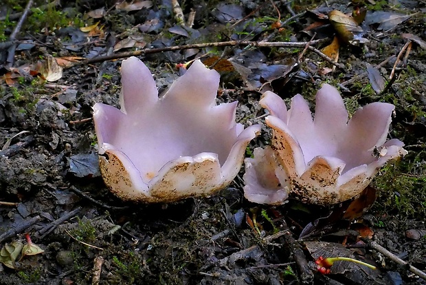 tulipánovka fialová Sarcosphaera coronaria (Jacq.) J. Schröt.