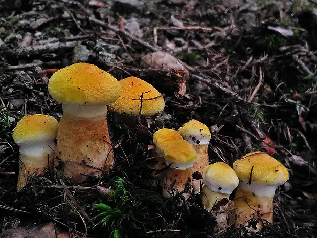 hríbovec dutohlúbikový Suillus cavipes (Opat.) A.H. Sm. & Thiers